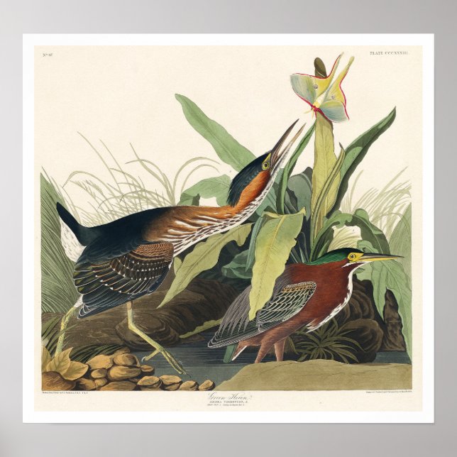Green Heron by Audubon Poster (Front)
