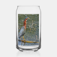 Green Heron 