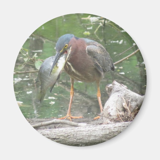 Green Heron gone fishing magnet (Front)