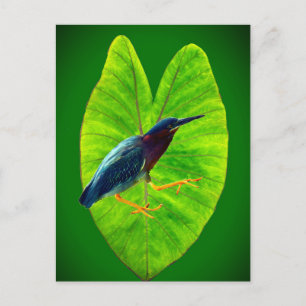 Green heron holiday postcard