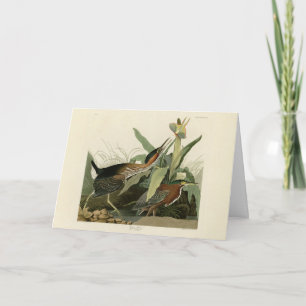 Green Heron, John James Audubon's Birds of America Card
