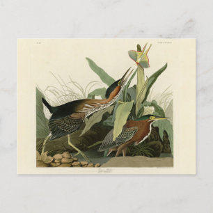 Green Heron, John James Audubon's Birds of America Postcard