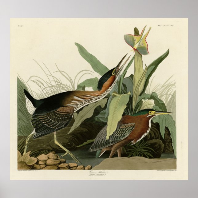 Green Heron, John James Audubon's Birds of America Poster (Front)