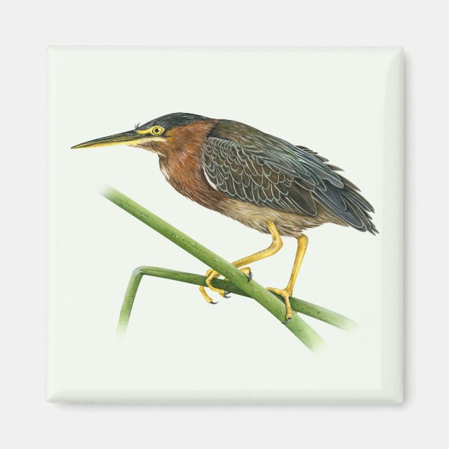 Green Heron Magnet (Front)