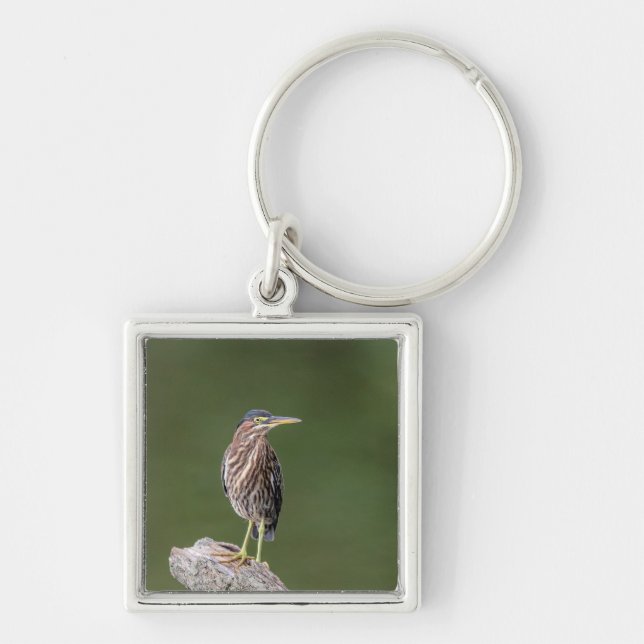 Green Heron on a log Key Ring (Front)