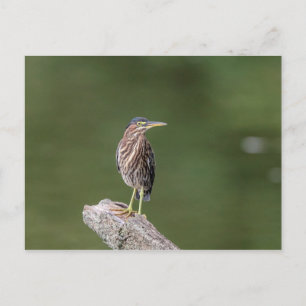 Green Heron on a log Postcard