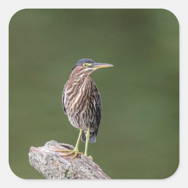 Green Heron on a log Square Sticker (Front)