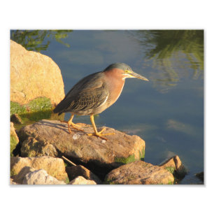 Green Heron Photo Print
