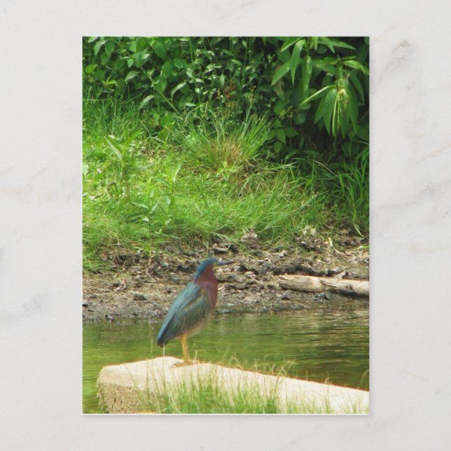 Green Heron Post Card (Front)