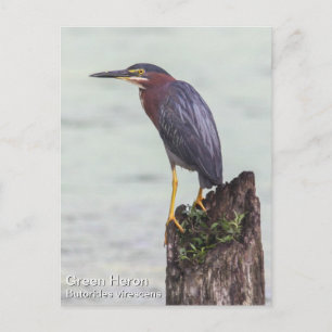 Green Heron Postcard
