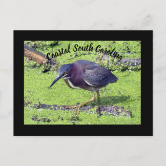 Green Heron   Postcard