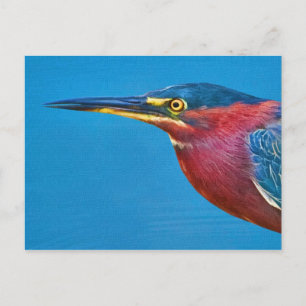 Green Heron Postcard