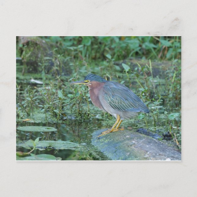 Green Heron Postcard (Front)