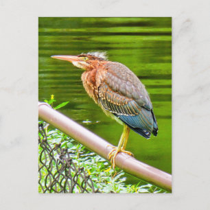 Green heron postcard