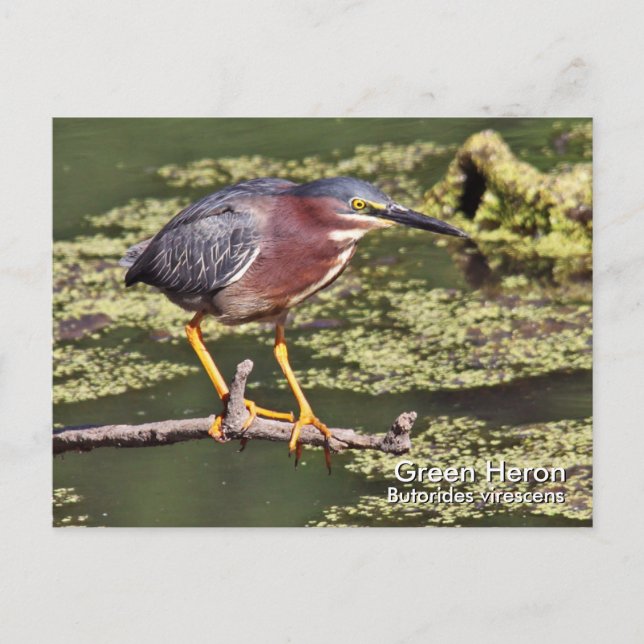 Green Heron Postcard (Front)