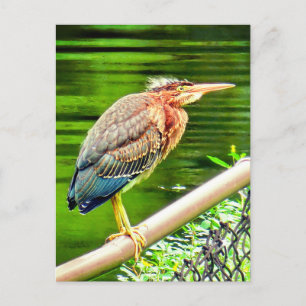 Green heron postcard