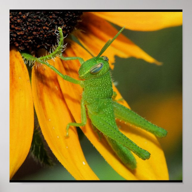 Green Hopper Poster (Front)