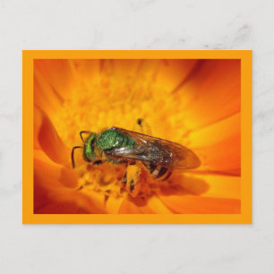 Green Hornet Postcard