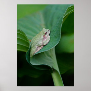 Green Hosta Leaf and Frog Poster