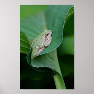 Green Hosta Leaf and Frog Poster