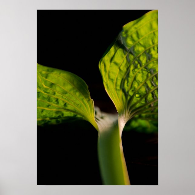 Green Hosta Leaf on Black Poster (Front)