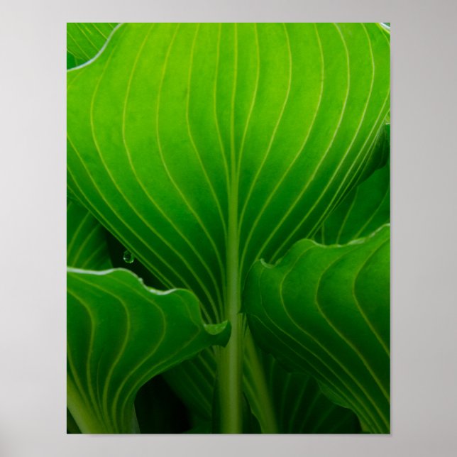 Green Hosta Leaf Poster (Front)