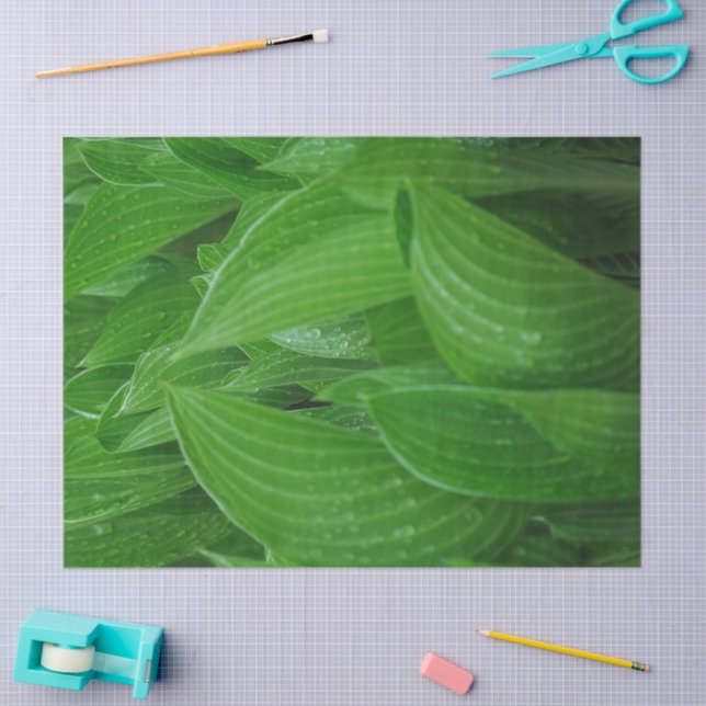 Green Hosta Leaves with Raindrops Tissue Paper (Craft)