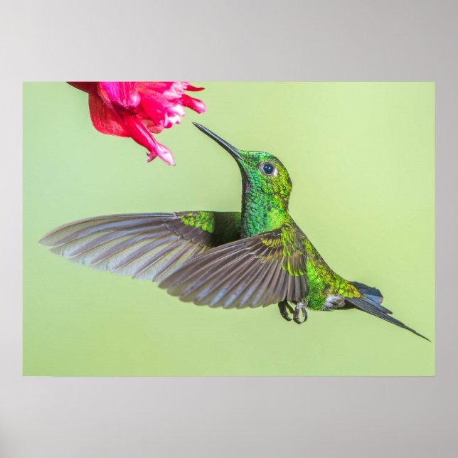 Green Hummingbird Flying to a Red Flower Poster (Front)