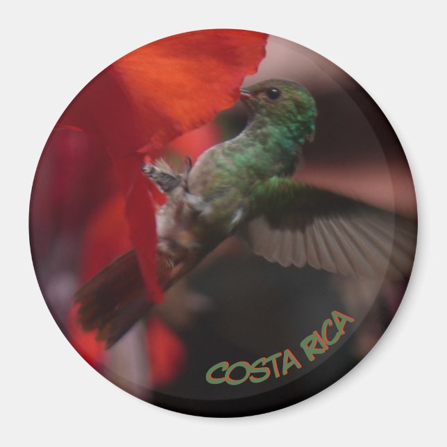 Green Hummingbird on Orange Flower Cust. Magnet (Front)