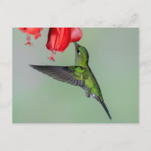 Green Hummingbird & Red Flower Postcard