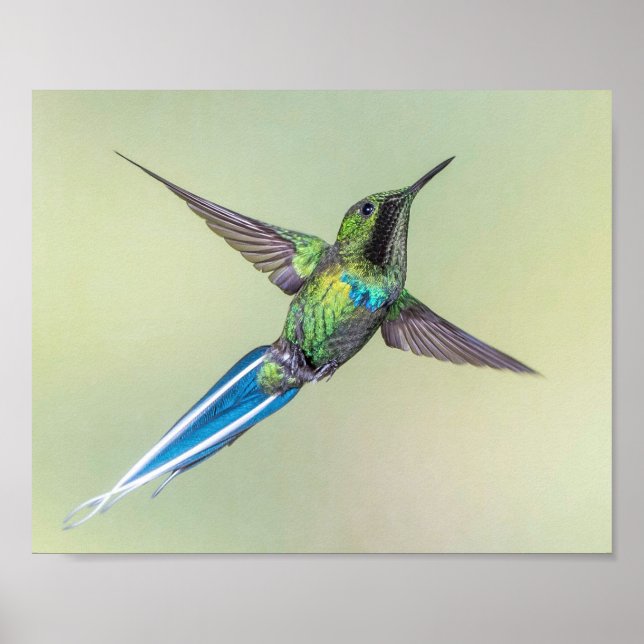 Green Hummingbird with Long Blue Tail Feathers Poster (Front)