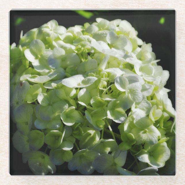 Green Hydrangeas Flowers Glass Coaster (Front)