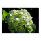 Green Hydrangeas Flowers