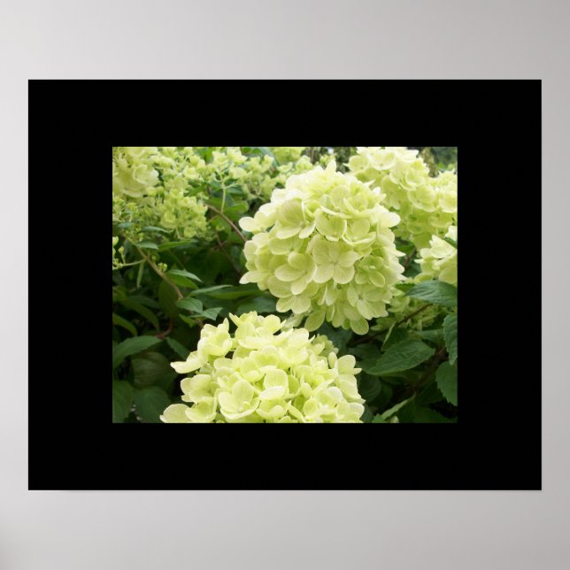 Green Hydrangeas Poster (Front)