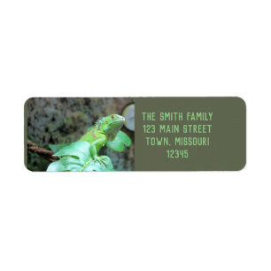 Green iguana