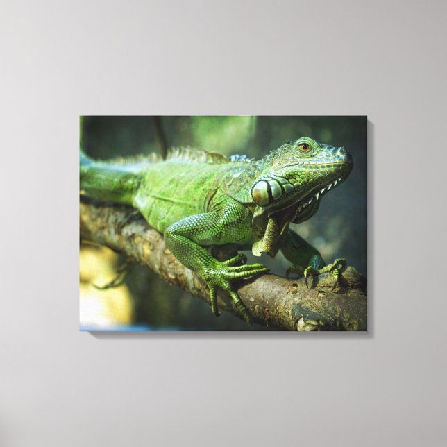 Green Iguana Canvas Print (Front)