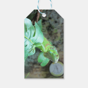   Green iguana    Gift Tags