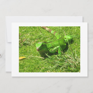 Green Iguana in Grass