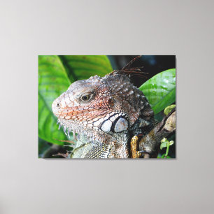 Green Iguana in the Rainforest Canvas Print