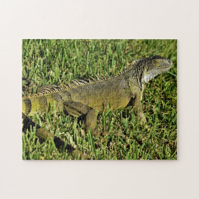 Green Iguana Lizard in Grass Jigsaw Puzzle (Horizontal)