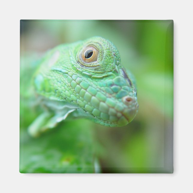 Green Iguana Lizard Reptile On Leaf Magnet (Front)