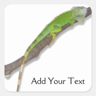 Green Iguana on White Sticker