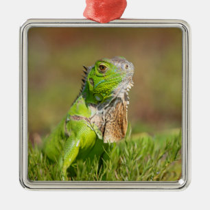 Green Iguana Portrait Reptile Photography Metal Tree Decoration