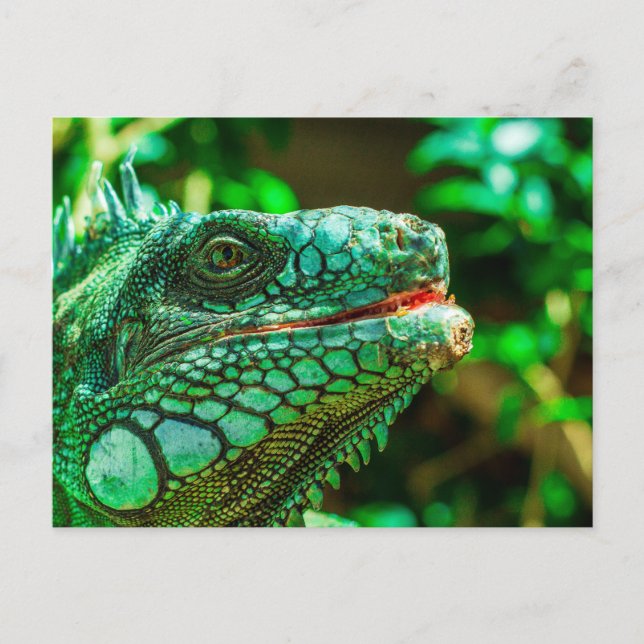 Green Iguana Postcard (Front)