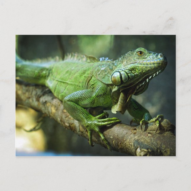 Green Iguana Postcard (Front)