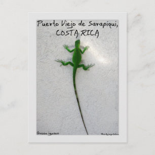 Green iguana postcard