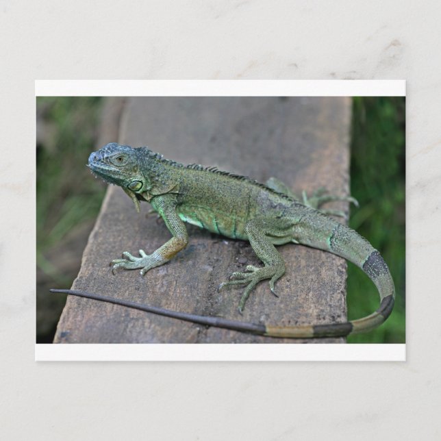 Green iguana postcard (Front)