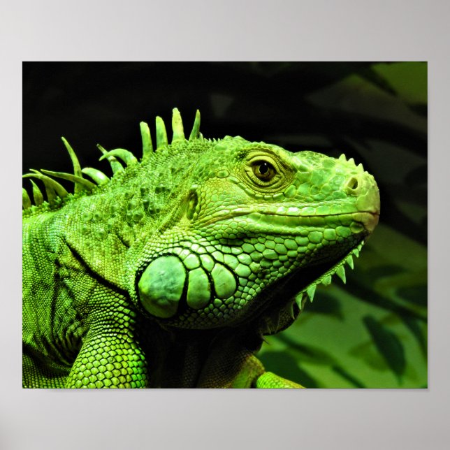 Green Iguana Poster (Front)