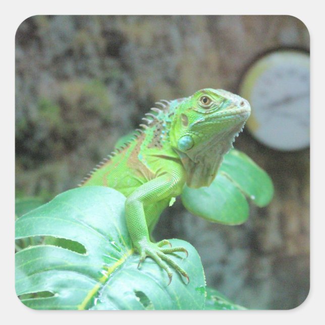   Green iguana   Square Sticker (Front)