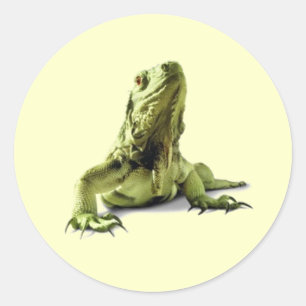 Green Iguana Stickers